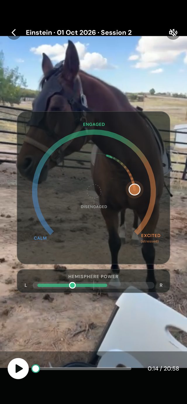 App screen: live brain-state gauge over video of a horse during a session