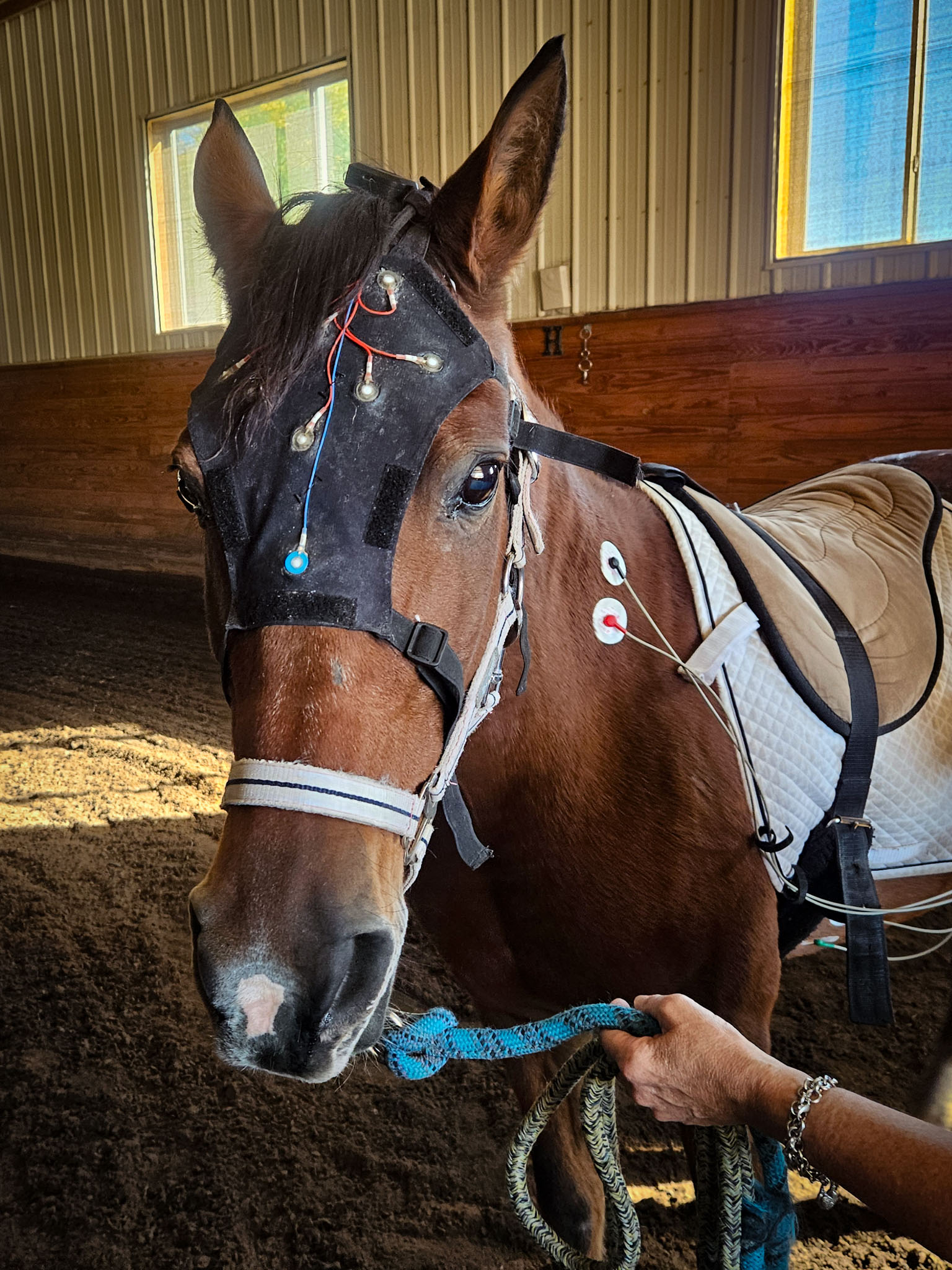 Hands fitting the EquiBrain EEG cap with electrodes on a horse's head