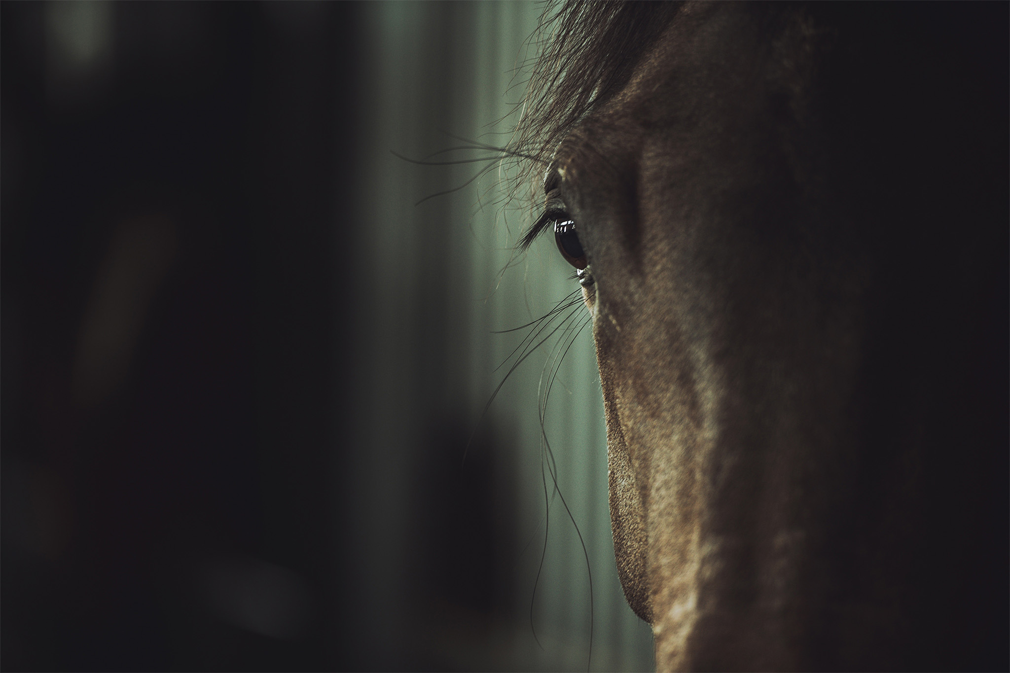Close-up of a horse's eye